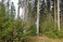 Mischwald im Herbst