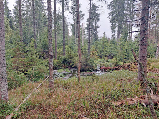 Moorwald
