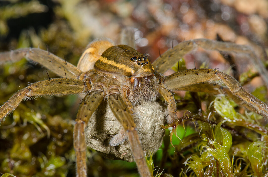 Die Groe Jagdspinne kommt nur in See- und Moorgebieten vor. In Deutschland steht sie auf der Roten Liste.
