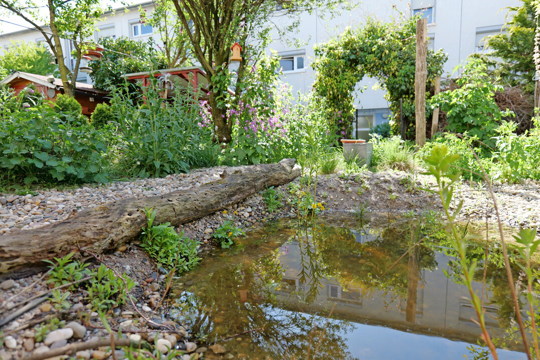 Auch in kleinen Gärten kann Habitatvielfalt entstehen, beispielsweise mit Totholz, Wasser und verschiedenen Substraten.
