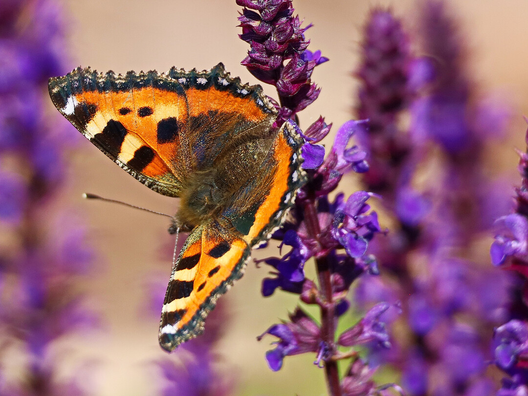 Kleiner Fuchs (
<i>Aglais urticae</i>
)