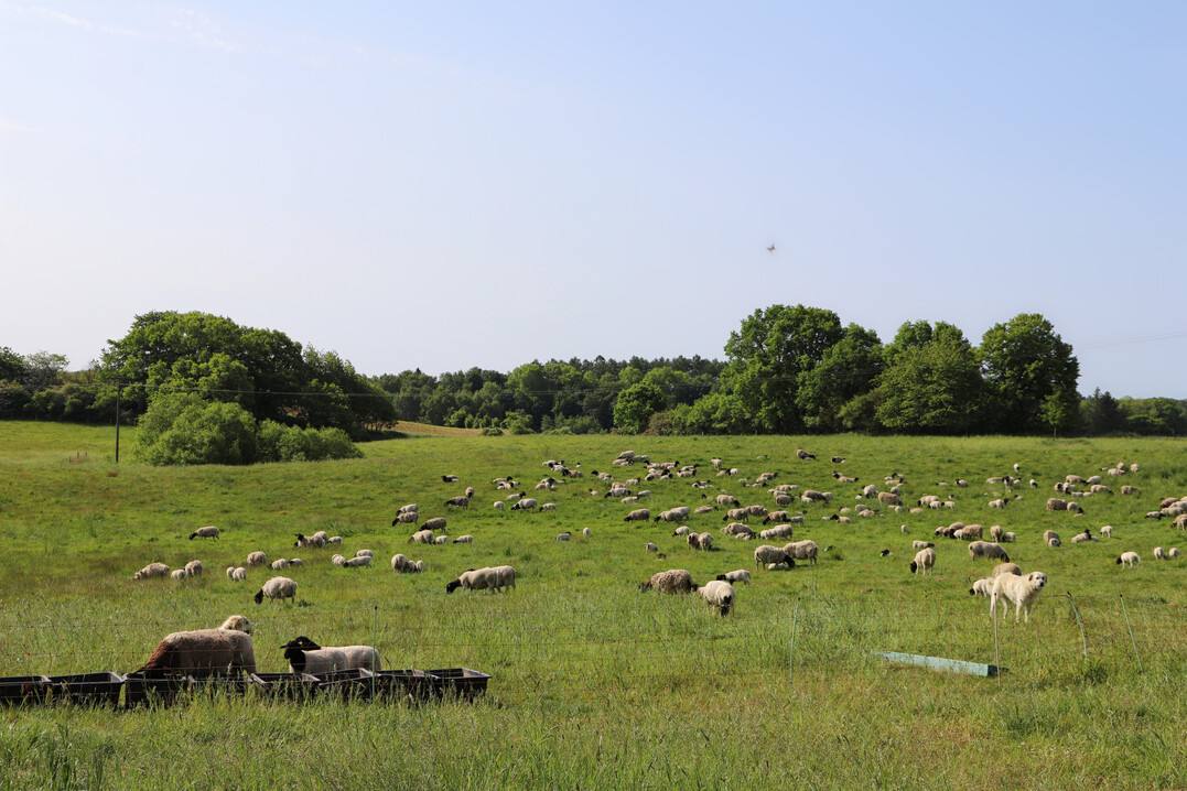 Der Aufwand fr die Beweidung wie hier durch Schafhaltung im Naturpark Sternberger Seenland (Mecklenburg-Vorpommern), wie Einzunung, Wolfsschutz, Trnken, regelmige Kontrolle, Umtrieb/Verfrachten der Tiere et cetera, kann sehr hoch sein. Bei steinigem Untergrund und/oder exponierten Flchen im Gebirge ist es manchmal nur sehr schwer mglich, wolfssichere Zune zu errichten. Die Haltung von Herdenschutzhunden bedeutet enorme zeitliche, finanzielle und organisatorische Belastungen fr die ohnehin oft in prekren wirtschaftlichen Situationen mit hoher Arbeitsbelastung existierenden Betriebe. Daher ist es dringend notwendig, dass Tierhalter fr diesen enormen Dienst zur Biodiversittsfrderung besser organisatorisch und finanziell untersttzt werden.