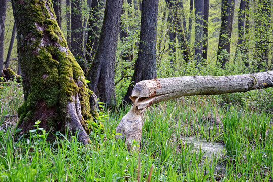 Von Biber gefllter Baum