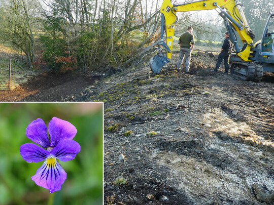 Abb. 12: Schaffung von Rohboden zur Förderung des Violetten Galmei-Stiefmütterchens (
<i>Viola guestphalica</i>
) im Hochsauerlandkreis auf einer Abraumhalde bei Blankenrode