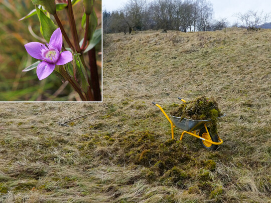 Abb. 7: Ausharken von Moosfilz und Schaffung von Rohboden zur Bestandsvermehrung des Feld-Kranzenzians (
<i>Gentianella campestris</i>
) im Hochsauerlandkreis.