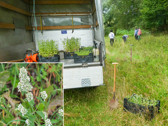 Abb. 8: Auspflanzung von Jungpflanzen der Echten Katzenminze (
<i>Nepeta cataria</i>
) zur Bestandsstützung im Hochsauerlandkreis