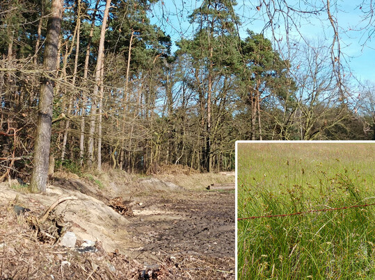 Abb. 5: Wuchsort von Reichenbachs Segge (
<i>Carex pseudobrizoides</i>
) am Rande einer Binnendüne. An der Geländekante erfolgten kleinbäuerliche Sandentnahmen sowie Ablagerungen von Abfallstoffen. Durch die Einleitung eines Ordnungswidrigkeitsverfahren wurden diese Vorgänge gestoppt und die ursprünglichen Verhältnisse am Wuchsort wiederhergestellt.