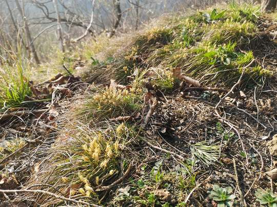 Abb. 4: Blühaspekt der Erd-Segge (
<i>Carex humilis</i>
) nach Auflichtung am Wuchsort im Hochsauerlandkreis