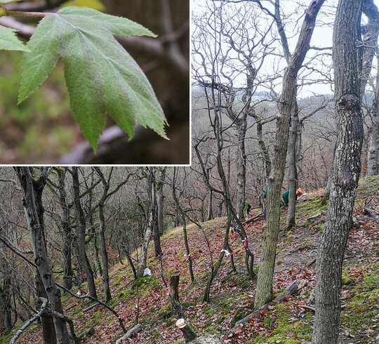 Abb. 10: Vereinzelte Entnahme von Konkurrenzgehölzen zugunsten der Elsbeeren (
<i>Sorbus torminalis</i>
; Bildmitte) im Hochsauerlandkreis zur Förderung von Wachstum und Fruktifizierung.