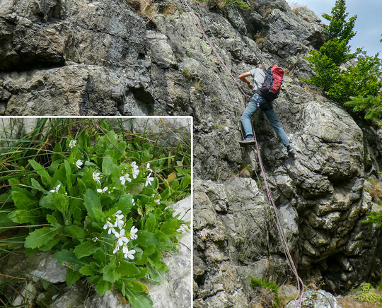 Abb. 3: Ausbringung von Samen der Alpen-Gänsekresse (
<i>Arabis alpina</i>
) in obere Teile der Felswand am Wuchsort im Hochsauerlandkreis mithilfe von Kletterern