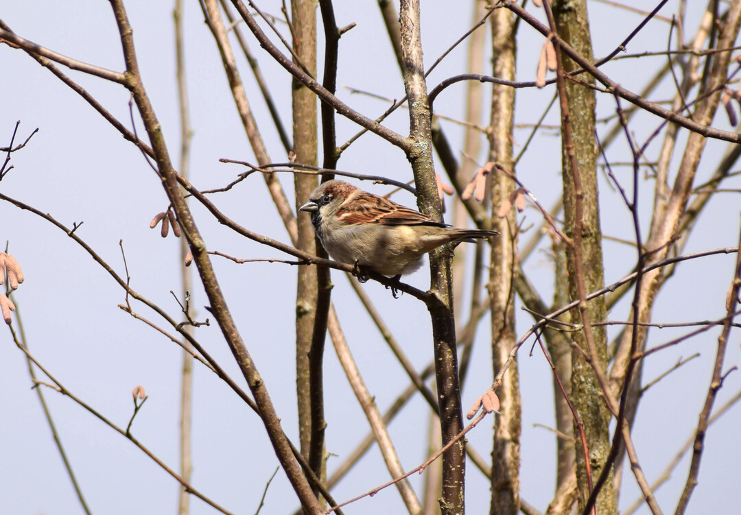 Haussperling (
<i>Passer domesticus</i>
)