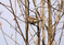 Haussperling (
<i>Passer domesticus</i>
)