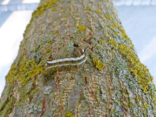 Raupe der Erlen-Pfeileule (
<i>Acronita cuspis</i>
, BRD RL 3) auf 
<i>Alnus </i>
 
<i>spaethii</i>