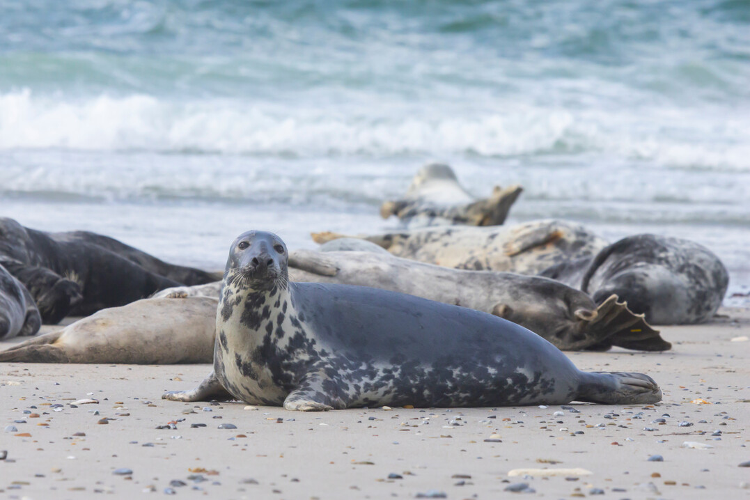 Kegelrobbe auf Helgoland