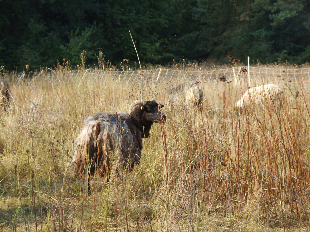 Schafe auf einer Weide im Sptsommer 