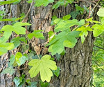 Feldahorn (
<i>Acer campestre</i>
)