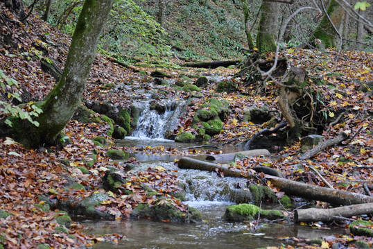 Naturnaher Bachlauf im Herbst