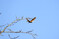 Turmfalke (
<i>Falco tinnunculus</i>
)