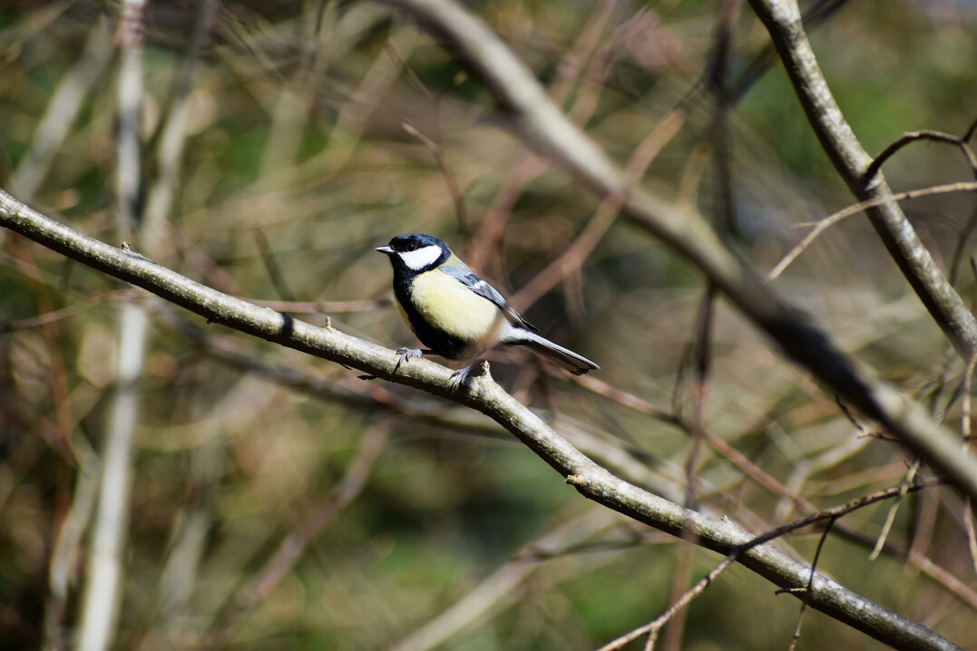 Kohlmeise (
<i>Parus major</i>
)