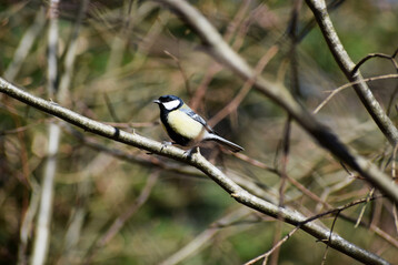 Kohlmeise (
<i>Parus major</i>
)