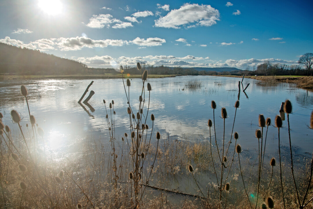 Hochwasser am Main bei Breitengüßbach