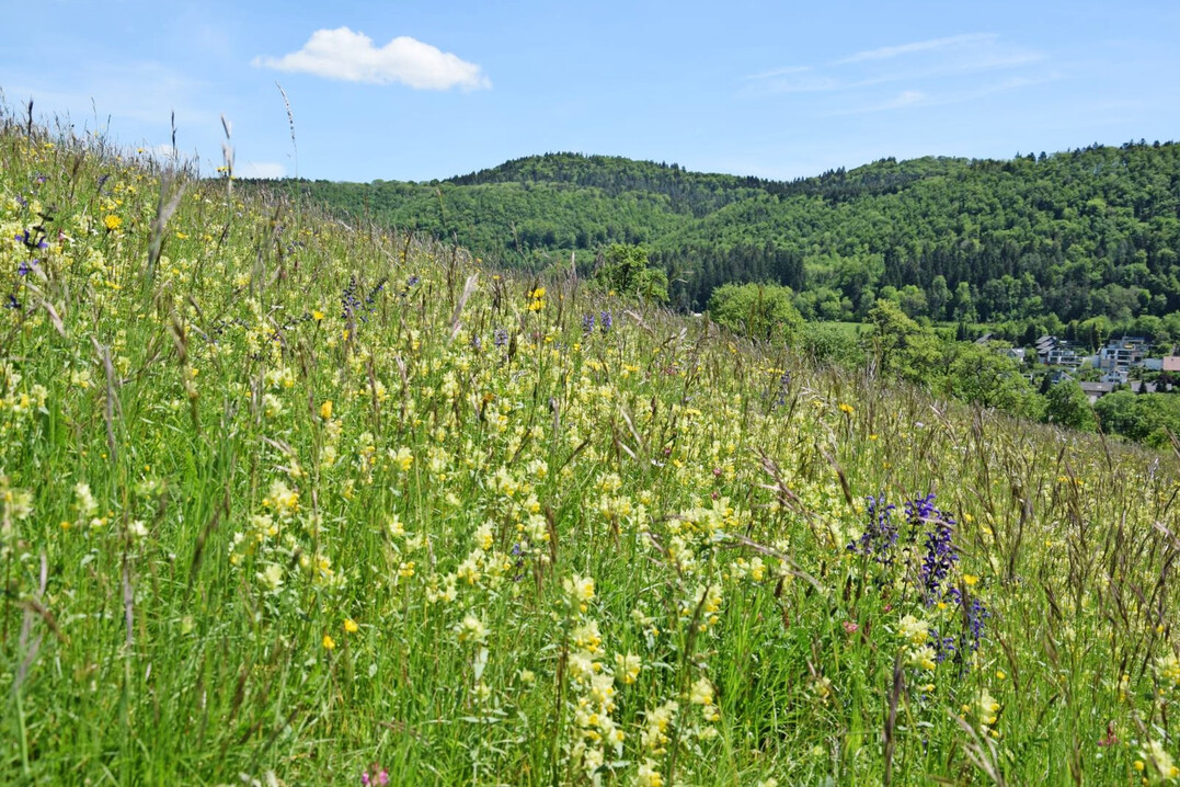 Foto 1: Artenreiche Salbei-Glatthaferwiese mit Klappertopf des Lebensraumtyps 6510 (Magere Flachlandmähwiese)