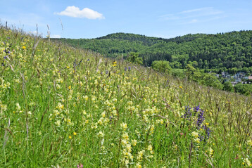 Foto 1: Artenreiche Salbei-Glatthaferwiese mit Klappertopf des Lebensraumtyps 6510 (Magere Flachlandmähwiese)