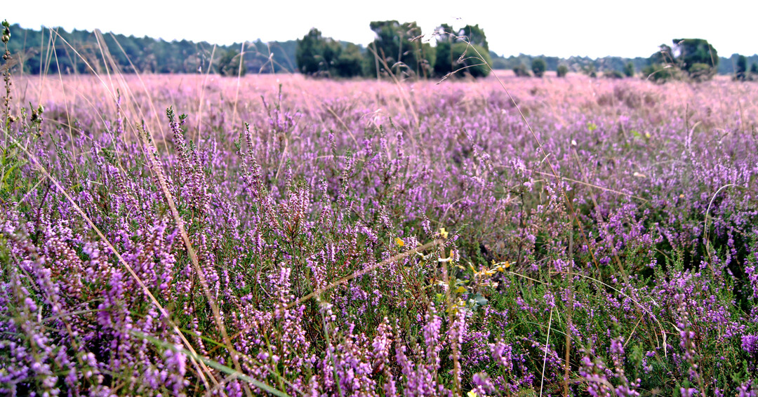 Von August bis September steht die Besenheide (
<i>Calluna vulgaris</i>
) in der Lneburger Heide in voller Blte.