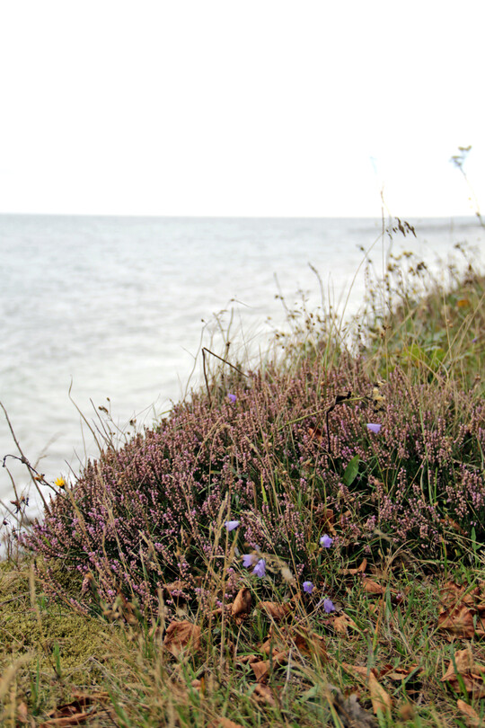Auf den sandigen, nhrstoffarmen Bden der Ostseekste in der Nhe Rostocks finden sich vereinzelt natrliche Vorkommen der Besenheide.