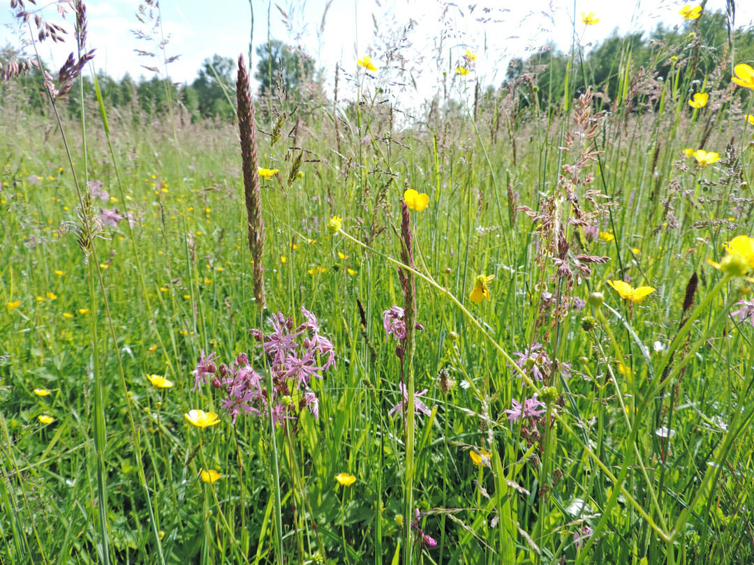 Artenreiches Feuchtgrnland in der Dummeniederung bei Bergen (Dumme) in Niedersachsen (August 2022)