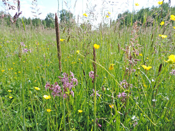 Artenreiches Feuchtgrünland in der Dummeniederung bei Bergen (Dumme) in Niedersachsen (August 2022)