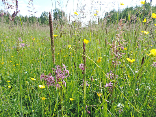 Artenreiches Feuchtgrünland in der Dummeniederung bei Bergen (Dumme) in Niedersachsen (August 2022)