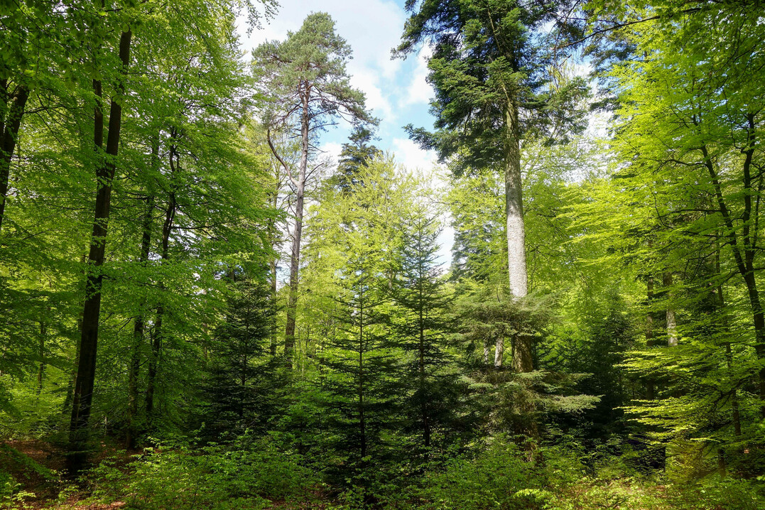 Mehrschichtige Mischwaldstrukturen mit differenzierter Lichtkologie kennzeichnen den idealen Dauerwald.