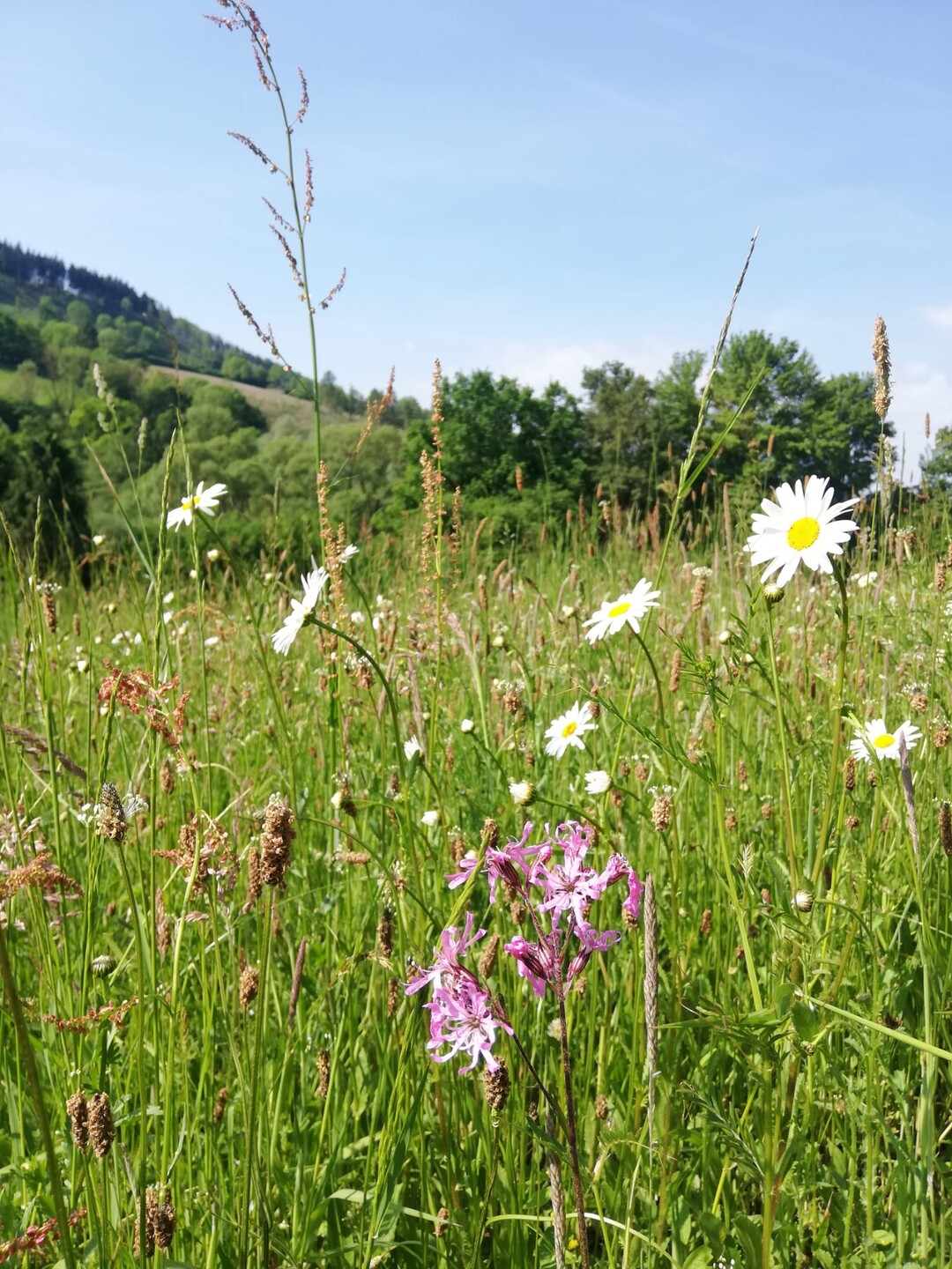Artenreiche Wiese mit Margeriten und Kuckuckslichtnelke