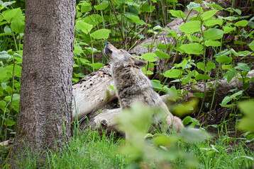 Heulender Wolf (
<i>Canis lupus</i>
) 
