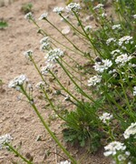 Der Bauernsenf (Teesdalia nudicaulis) ist eine der seltenen Arten, die auf sandigen Äckern wiederangesiedelt werden soll.