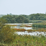 Mit der Umsetzung des Masterplans 2050 sollen an der Ems zahlreiche wertvolle Lebensräume wiederhergestellt werden.