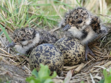 Wiesenbrter wie diese Kiebitzjungen mssen in maschinell gepflegten Wiesen geschtzt werden.
