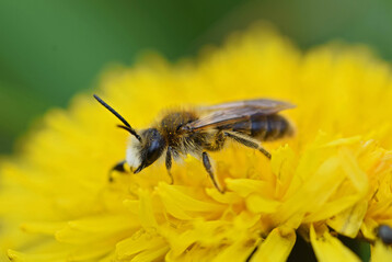 In vielen urbanen Rumen fhlen sich auch Wildbienen wohl.