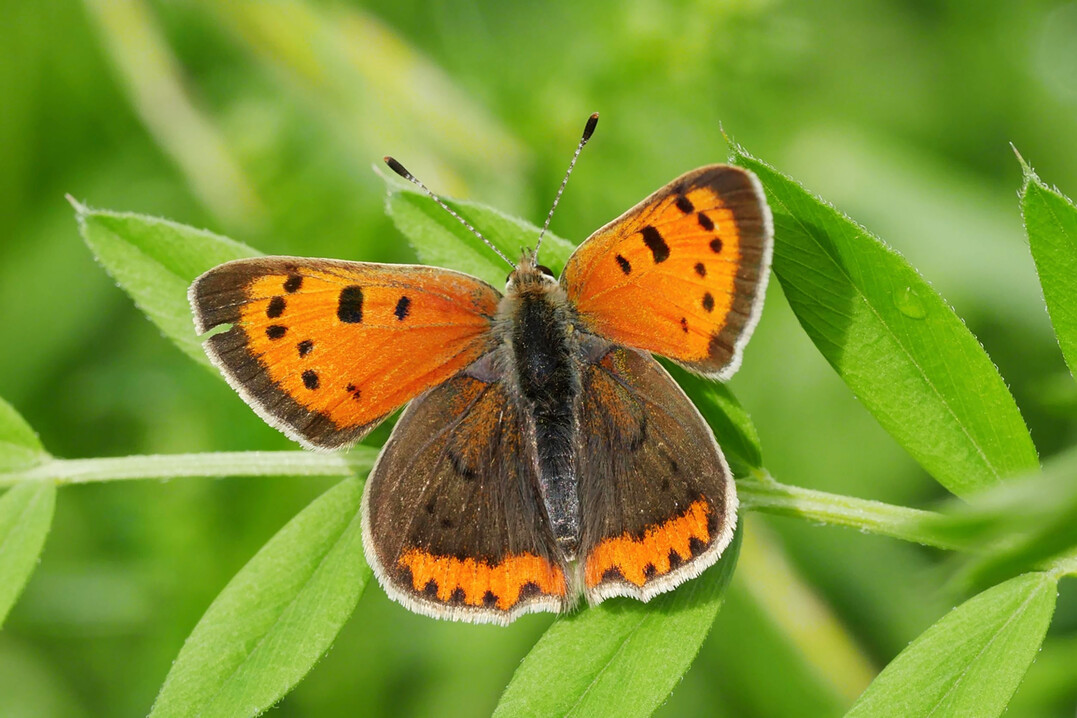 Der Kleine Feuerfalter (
<i>Lycaena phlaeas</i>
), eine Art, fr die der Index einen positiven Trend ausweist. 