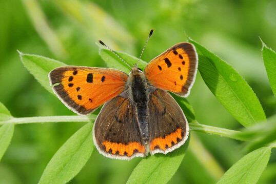 Der Kleine Feuerfalter (
<i>Lycaena phlaeas</i>
), eine Art, fr die der Index einen positiven Trend ausweist. 