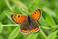 Der Kleine Feuerfalter (
<i>Lycaena phlaeas</i>
), eine Art, fr die der Index einen positiven Trend ausweist. 