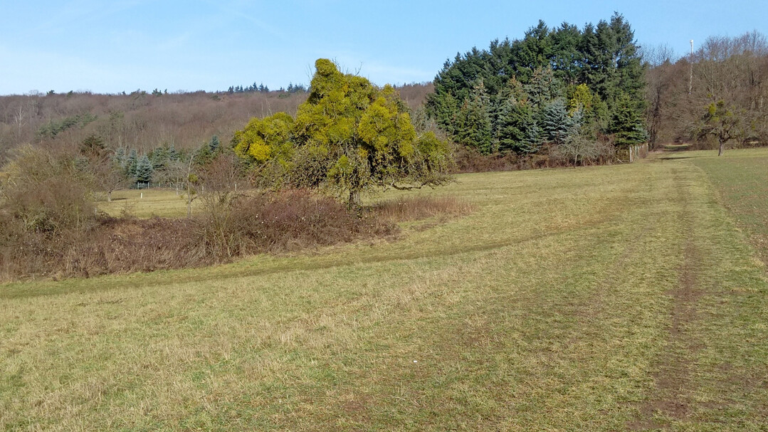 Apfelbaum mit starkem Mistelbefall.