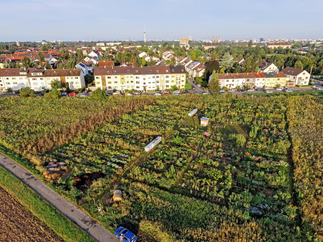 Der Gemeinschaftsacker Feudenheim ist ein Lösungsansatz für die zentralen Krisen der Welt – entwickelt im Projekt „IAG“.