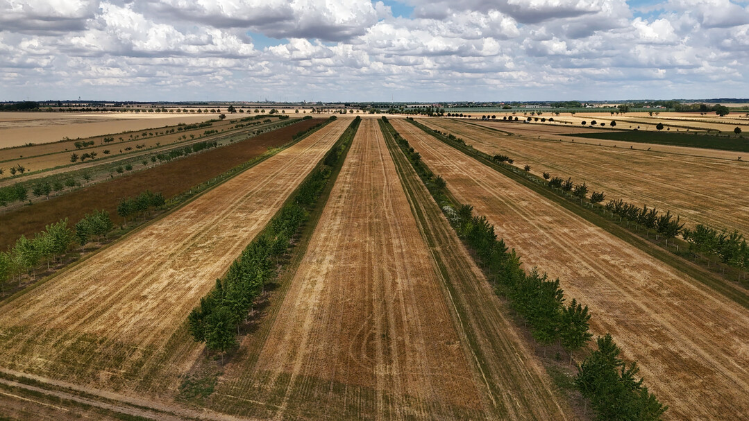 Agroforstflche