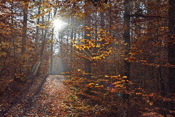Laubmischwald im Herbst