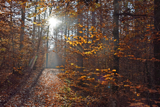 Laubmischwald im Herbst