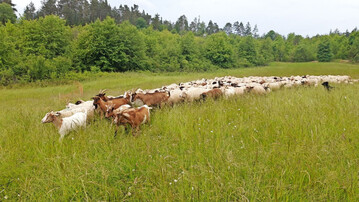 Insbesondere kleine Weidetiere wie Schafe und Ziegen können leichte Beute für Wölfe werden, wenn sie nicht ausreichend geschützt sind.
