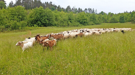 Insbesondere kleine Weidetiere wie Schafe und Ziegen knnen leichte Beute fr Wlfe werden, wenn sie nicht ausreichend geschtzt sind. 
