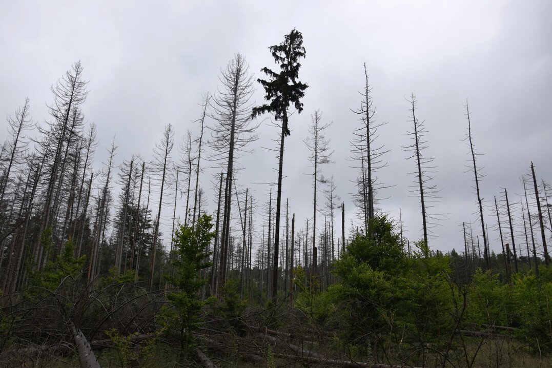 Stehendes Totholz in der Sächsischen Schweiz